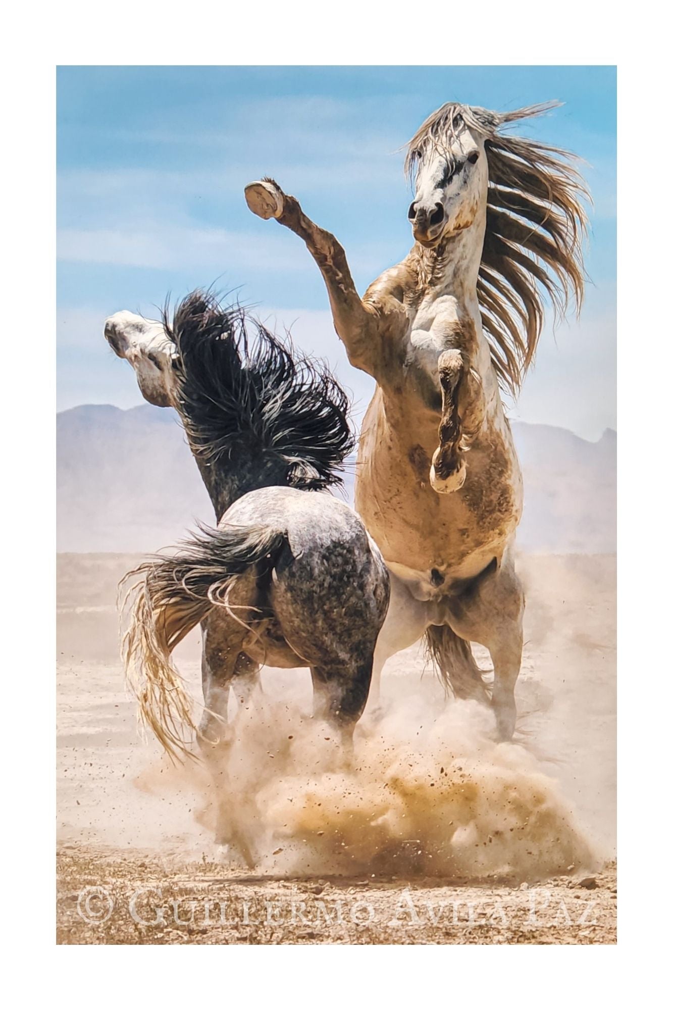 "Challenger" by Guillermo Avila Paz