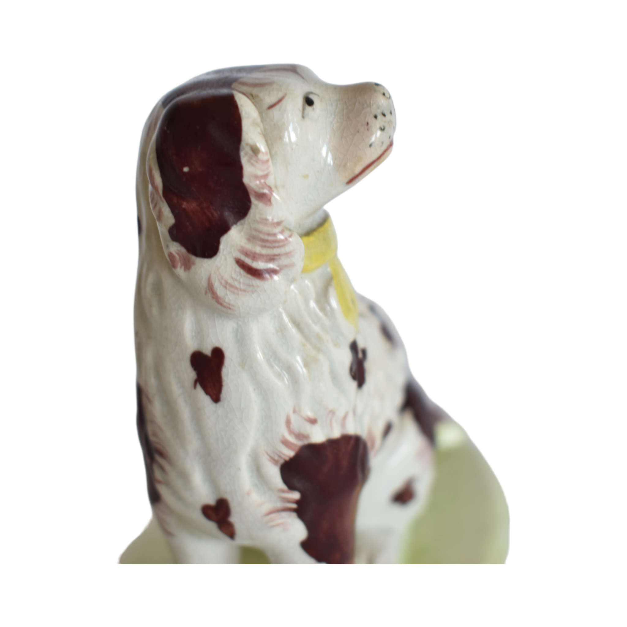 Burton the Brown & White Staffordshire Water Spaniel Dog Portrait