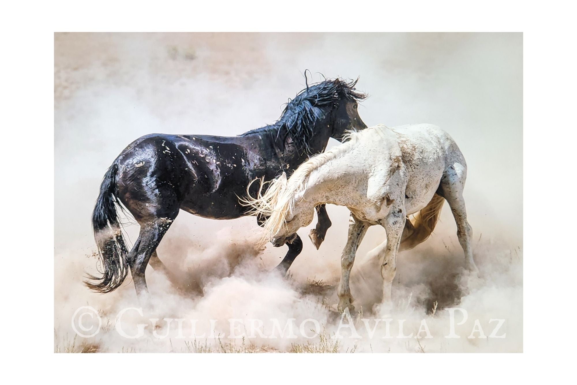 "Dust" by Guillermo Avila Paz
