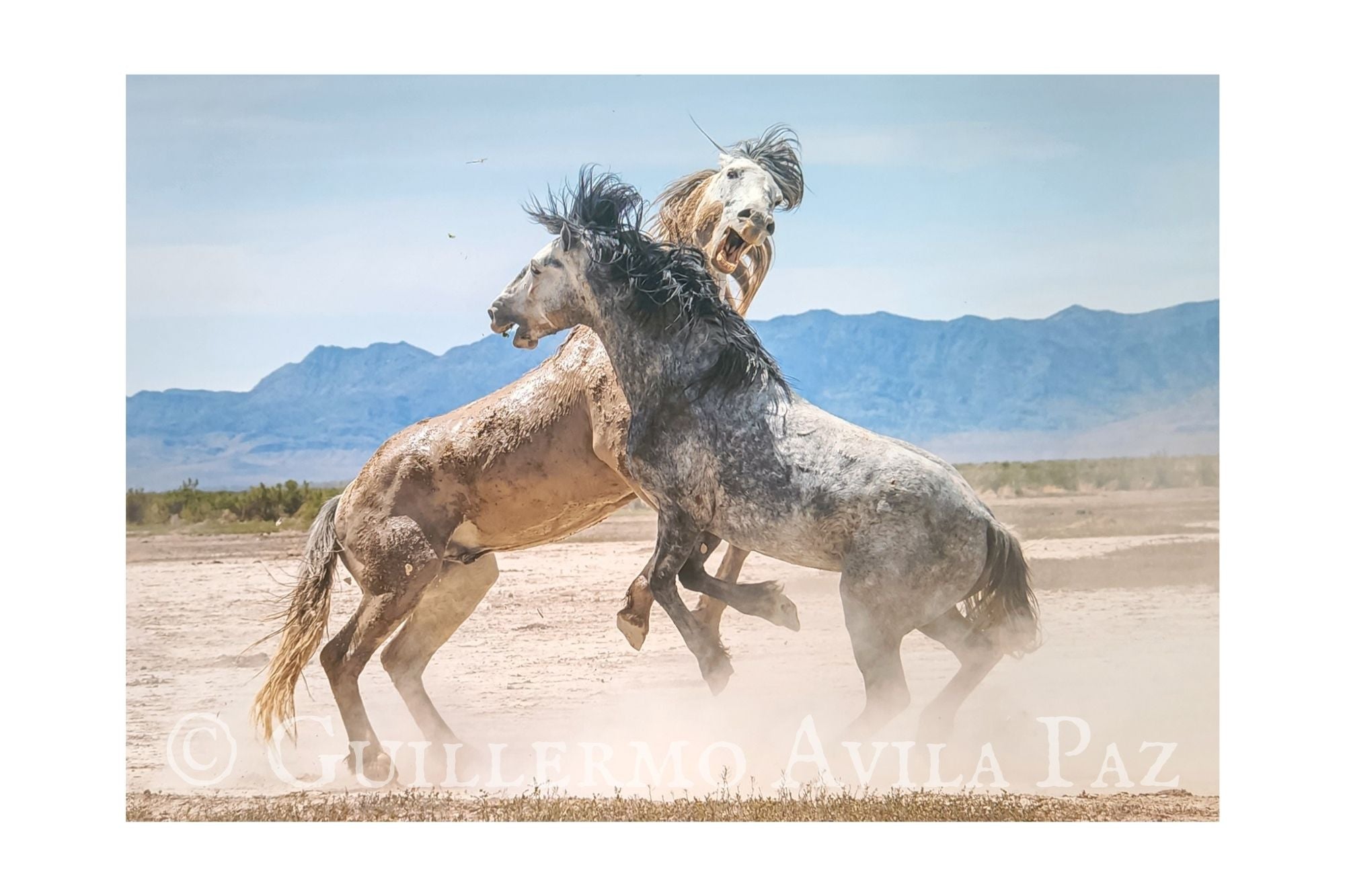 "Wild" by Guillermo Avila Paz