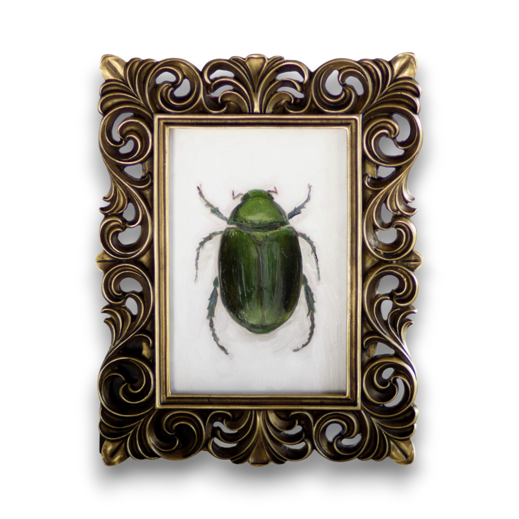 No. 3045 Anomala Albopilosa Oil Painting