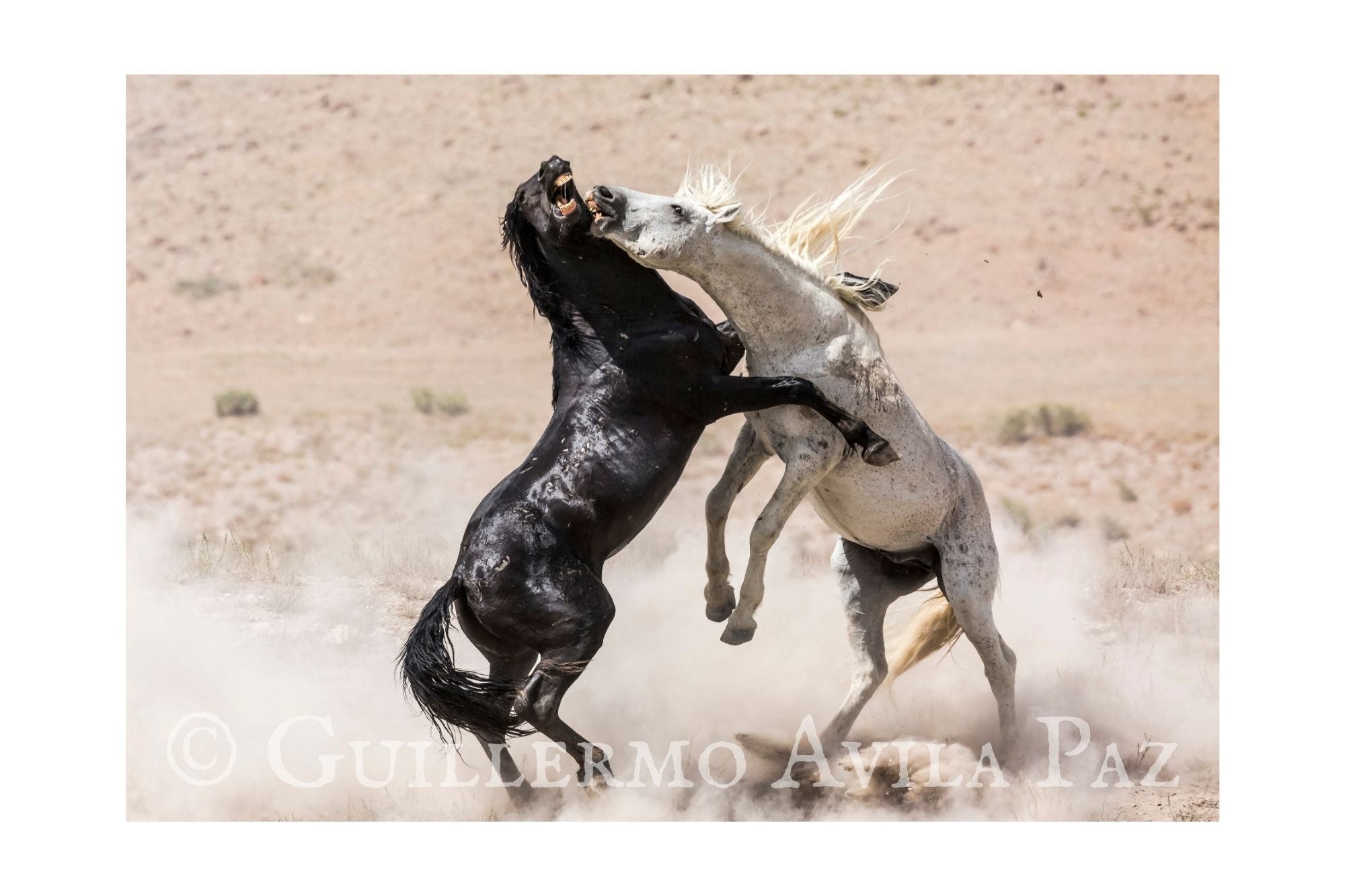 "Fury" by Guillermo Avila Paz