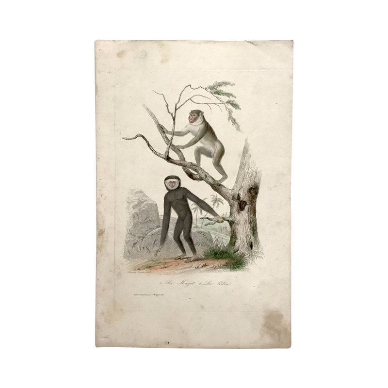 c. 1830-1850 Buffon's "Histoire Naturelle" Gravure: Le Magot and Le Gibon