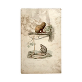 c. 1830-1850 Buffon's "Histoire Naturelle" Gravure: Le Marikina & Le Mico