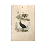 c. 1830-1850 Buffon's "Histoire Naturelle" Gravure: Le Touyou & Le Casoa