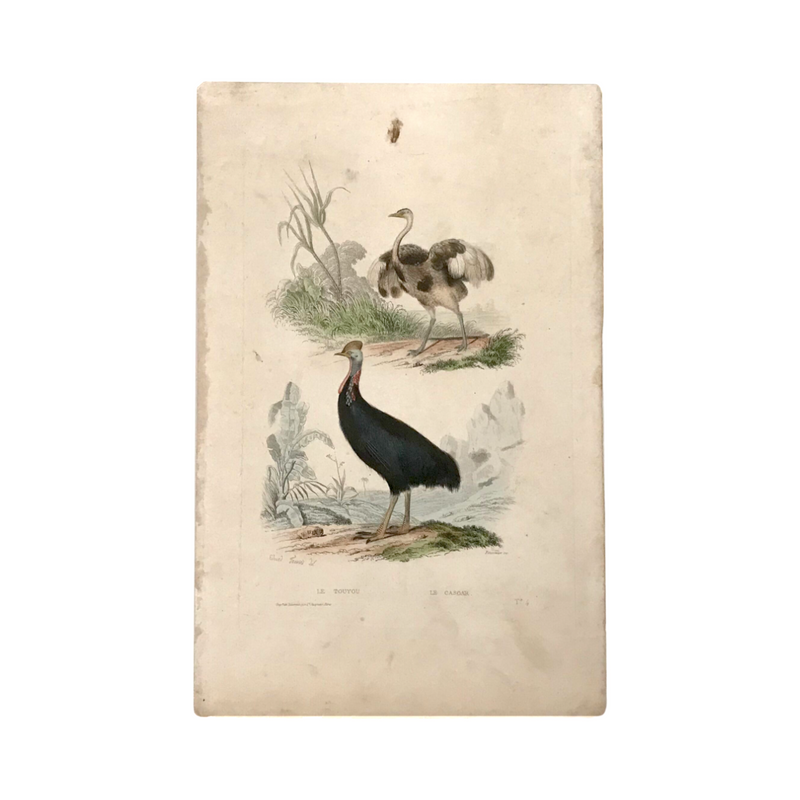 c. 1830-1850 Buffon's "Histoire Naturelle" Gravure: Le Touyou & Le Casoa