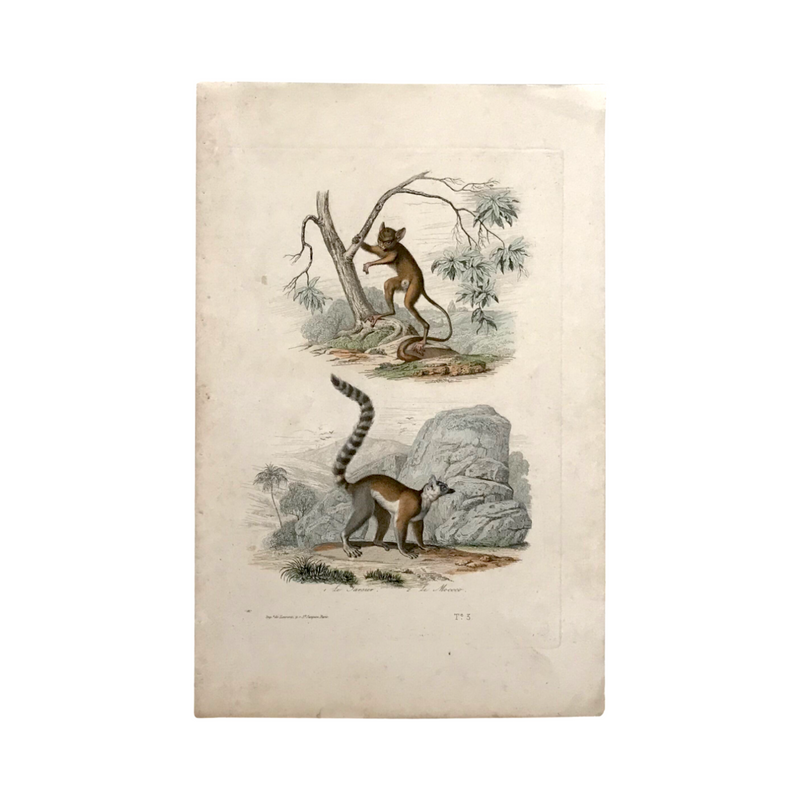 c. 1830-1850 Buffon's "Histoire Naturelle" Gravure: Le Tarsier and Le Mococo