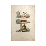 c. 1830-1850 Buffon's "Histoire Naturelle" Gravure: Lemurs & Guineau Pig