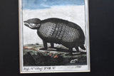 Antique 1785 French Buffon Rhinocerous & Armadillo Framed Animal Engravings - a Pair
