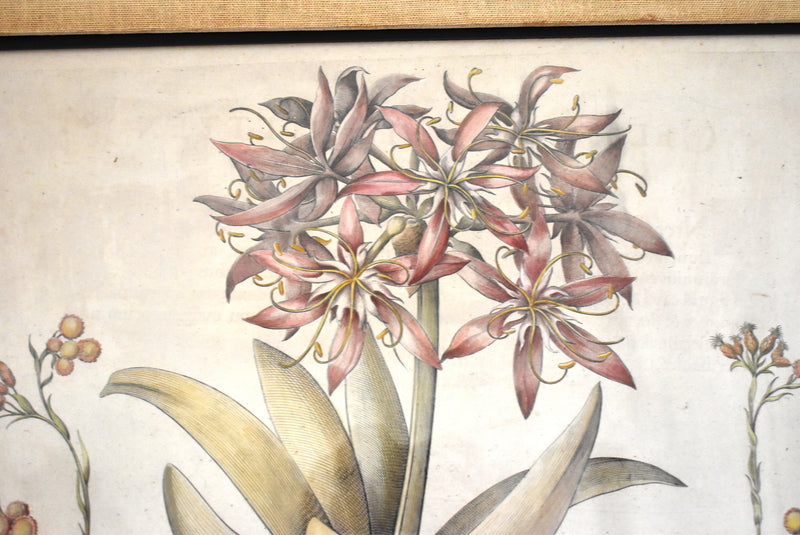 Basilius Besler Botanical Engravings - a Pair