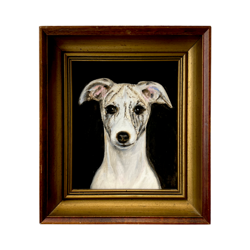 Portrait of a Brindle Whippet