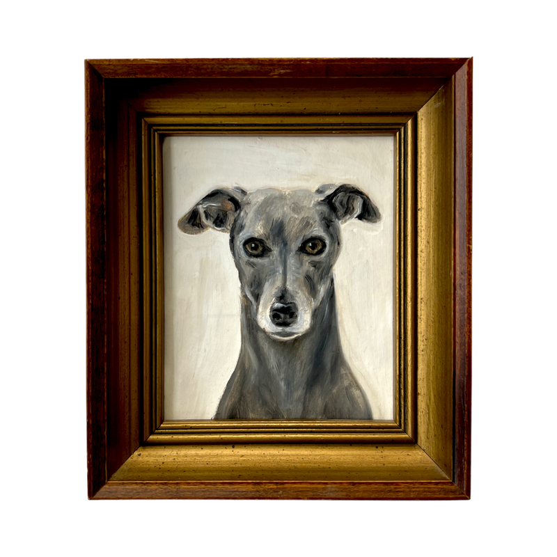 Portrait of a Grey Whippet