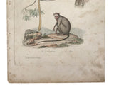 c. 1830-1850 Buffon's "Histoire Naturelle" Gravure: Le Marikina & Le Mico