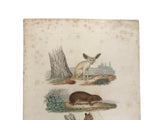 c. 1830-1850 Buffon's "Histoire Naturelle" Gravure: Lemurs & Guineau Pig