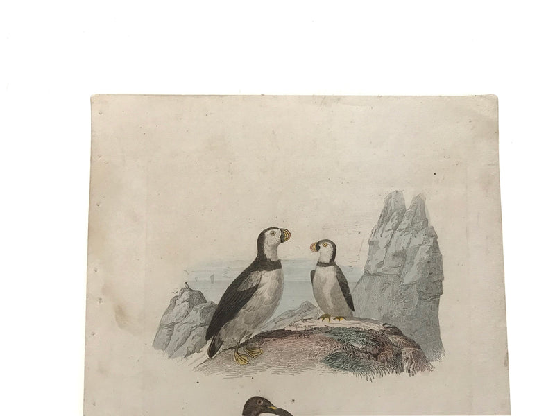 c. 1830-1850 Buffon's "Histoire Naturelle" Gravure: Puffin & Penguin