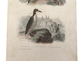 c. 1830-1850 Buffon's "Histoire Naturelle" Gravure: Puffin & Penguin