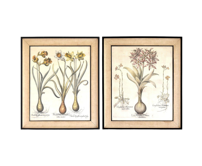 Basilius Besler Botanical Engravings - a Pair