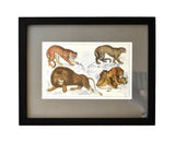 Antique Goldsmith Lion, Lioness, Tiger, and Puma Framed Engraving