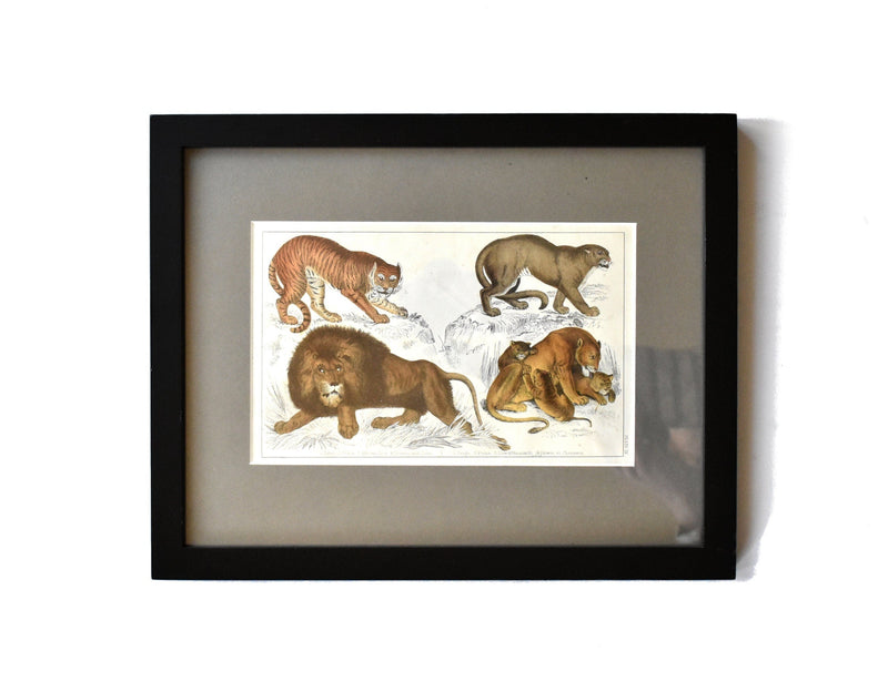 Antique Goldsmith Lion, Lioness, Tiger, and Puma Framed Engraving