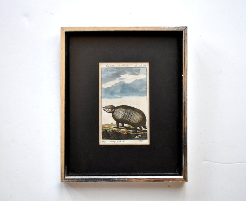 Antique 1785 French Buffon Rhinocerous & Armadillo Framed Animal Engravings - a Pair